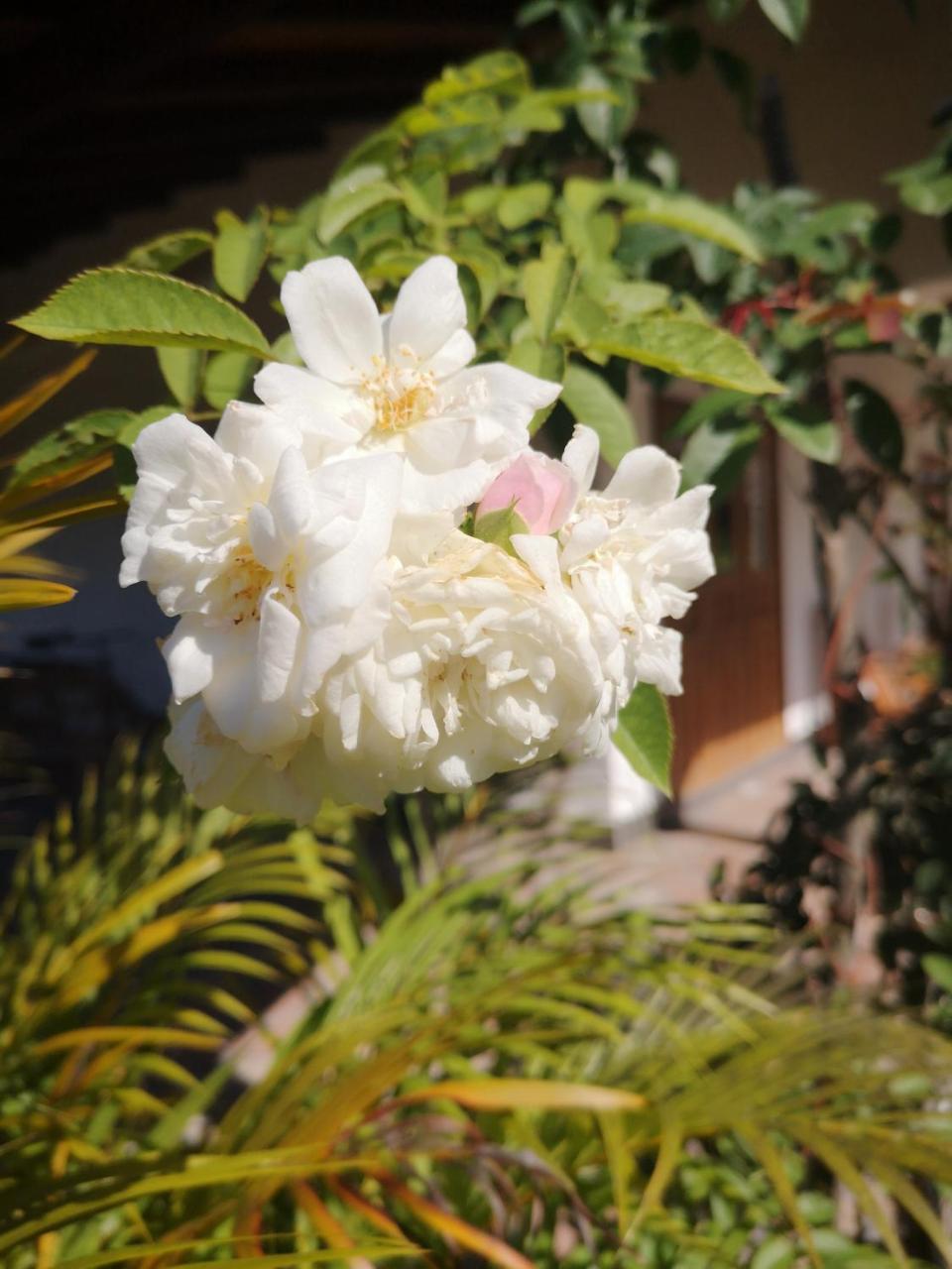 Belle Amie Self Catering Hotel La Digue Exterior photo